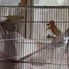 Finches and canaries
