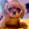 AKC King Charles Cavalier Puppy Female for sale