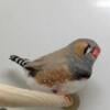 Jumbo English Finches