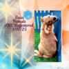 Sunshine & Snuggles! Only 2 Furry Golden Nuggets of Joy Left!Claim Yours Today!
