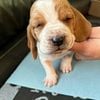 BASSET HOUND PUPPY   MALE  INDIANA   (Lt. blue)