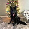 AKC black German shepherd for stud