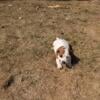 Male Jack Russell Terrier Puppy