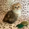 Adorable Ragamuffin Kittens - TICA Registered