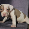 XL American bully