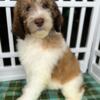 Gorgeous F1BB Goldendoodle Sable & White Male Puppy