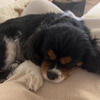 Rehoming 2 older cavalier King Charles spaniels