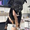 Chihuahua / Pomeranian Mix Puppies
