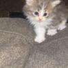 Purebred Siberian kittens available