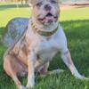 Young Female merle Xl American bully needs new home