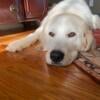 AKC Female Great Pyrenees in need of home 