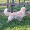 Intacted AKC female English Cream Golden Retriever