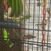 Fancy blue female parakeet