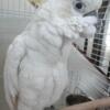 Baby Sulfer Crested Cockatoo (medium to large)