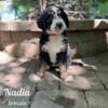 Two Tri-Color Standard F1 Bernedoodle Puppies