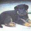 GERMAN SHEPHERD MALE BICOLOR 3 MONTHS OLD AKC