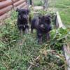 Purebred German Shepherd puppies 