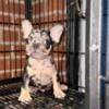 Frenchie pups for sale