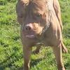 Xl red stud
