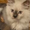 Female ragdoll kitten