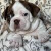 BOSTON TERRIER PUPPIES FOR SALE