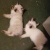 Siamese/ manx kittens