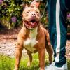 XL American Bully Stud - Proven Producer