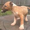 Bull Terrier Females puppies