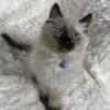 Gorgeous Long Haired Siamese Kitten