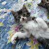 Free Kittens to good homes