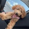 GOLDEN DOODLE PUPPY