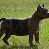 American Bully Male Blue Merle