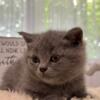 Scottish fold kittens 