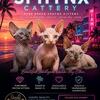 Beautiful Sphynx Kittens
