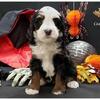 Bernedoodle Puppies