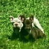 Exotic Frenchies