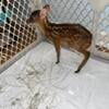 Muntjac deer fawn on bottle