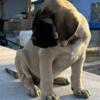 Dixie - XL mastiff pup
