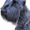 AKC registered Giant Schnauzer puppies