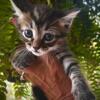 Bengal non standard munchkin kitten