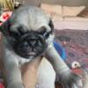 Beautiful AKC Pug Puppies for Sale