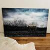 2x3 cow photo mounted on wood 