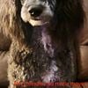 Merle and brindle moyen/very small standard AKC poodle stud