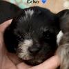 Chipoos