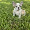 French bulldog female