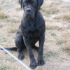 Dane Mastiff Hybrids:  Olympicdog x Midguard Mastiff.  ( half price sale, stream lining program )