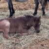 Miniature colt silver grulla for sale