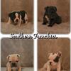 AKC French Bulldog