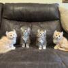 Purebred Maine coon and American Curl Lynx Point Highlander Kittens 