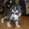 Siberian Husky 